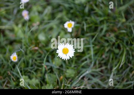 Molte piccole margherite fioriscono nel prato in primavera o in estate Foto Stock