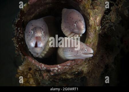 Tripla. Morays geometrici (Gymnothorax griseus). Mondo sottomarino della barriera corallina vicino Makadi Bay, Hurghada, Egitto Foto Stock