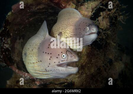 Coppia di moray geometrici (Gymnotorax griseus). Mondo sottomarino della barriera corallina vicino Makadi Bay, Hurghada, Egitto Foto Stock