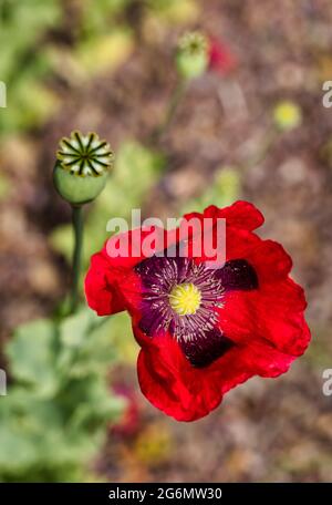 Primo piano di un papavero di oppio rosso (Papaver somniferum) che cresce in un giardino soleggiato in estate, Scozia, Regno Unito Foto Stock