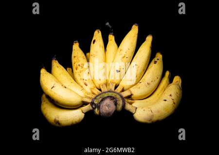 Lebmuernang banana su sfondo nero Foto Stock