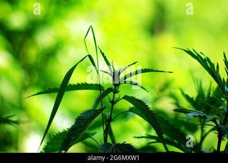 nettles tra l'erba in giardino, in estate Foto Stock