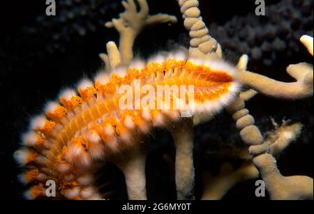 Bearded Fireworm, Hermodice carunculata, sul fuoco corallo, Key Largo, Florida Keys Foto Stock