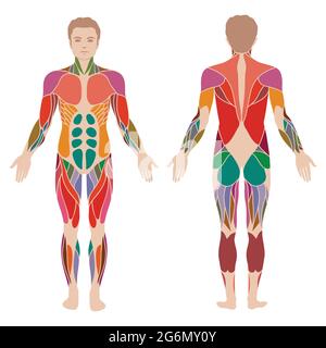 corpo umano muscolare vettoriale, anatomia dell'uomo muscolare Illustrazione Vettoriale