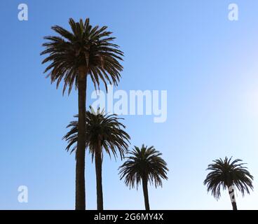 Quattro palme da dattero Phoenix dactylifera contro un cielo blu chiaro in una soleggiata mattina di giugno Foto Stock