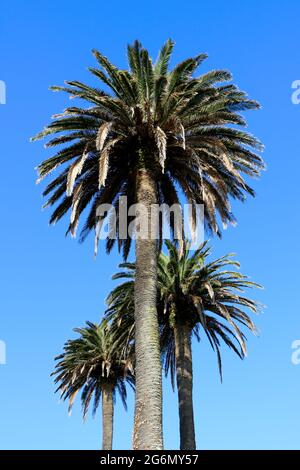 Tre palme da dattilifera Phoenix contro un cielo blu chiaro in una soleggiata mattina di giugno Foto Stock