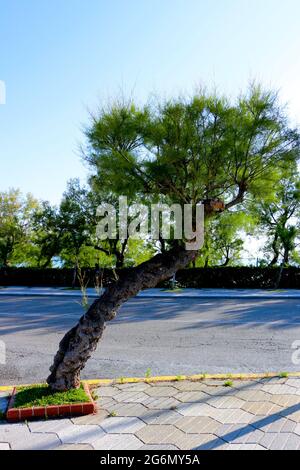 Tamarisk Tamarisk Tamarix chinensis si trova sulla strada di Sardinero Santander Cantabria, Spagna Foto Stock