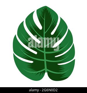 foglie verdi di monstera su fondo bianco isolato Illustrazione Vettoriale