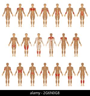 corpo umano muscolare vettoriale, anatomia dell'uomo muscolare Illustrazione Vettoriale