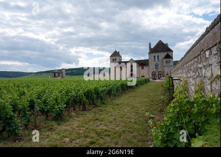 Vigneti di gru e cru di prima qualità con file di piante d'uva pinot nero in Cote de nuits, che producono il famoso vino rosso e bianco della Borgogna Foto Stock