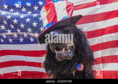 Gordon Setter cane da compagnia con bandiera americana sfondo e cappello 4 luglio Foto Stock