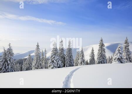 Maestoso paesaggio nella fredda mattina d'inverno. L'ampio sentiero. Foresta di Natale. Sfondo sfondo. Ubicazione Place the Carpazi Mountains, Ukrain Foto Stock