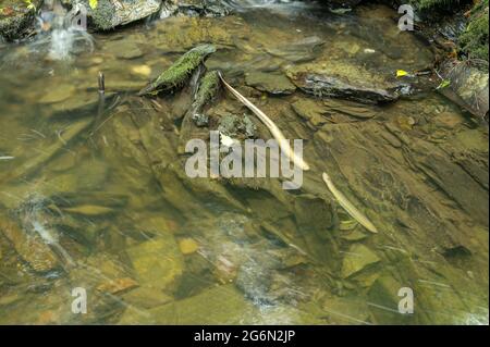 Anguille europee uccise a causa dell'inquinamento, Newcastle Emlyn Foto Stock