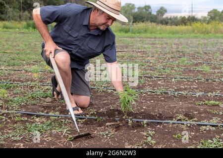 Questa, New Mexico - Michael Nezi tende giovani piante di canapa sulle sue radici e Herbs Farm. A seguito della legalizzazione della marijuana nel 2021 da parte del nuovo Messico, Foto Stock