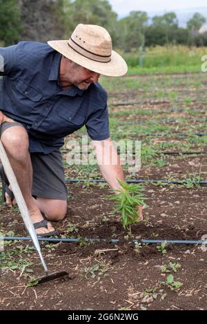 Questa, New Mexico - Michael Nezi tende giovani piante di canapa sulle sue radici e Herbs Farm. A seguito della legalizzazione della marijuana nel 2021 da parte del nuovo Messico, Foto Stock