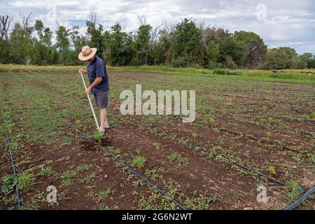 Questa, New Mexico - Michael Nezi tende giovani piante di canapa sulle sue radici e Herbs Farm. A seguito della legalizzazione della marijuana nel 2021 da parte del nuovo Messico, Foto Stock