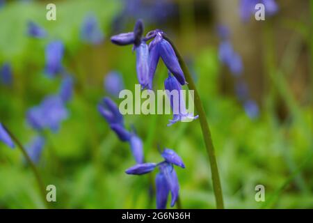 Un set di bluebells splendidamente delicato che si gode il loro breve soggiorno in un vecchio bosco inglese. Foto Stock