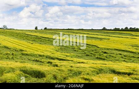 Raccolti appiattiti in un campo danneggiato da pioggia pesante e vento forte. REGNO UNITO. Foto Stock