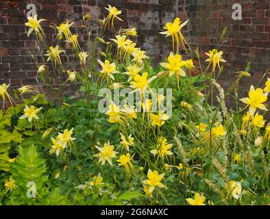 Grande grumo di Aquilegia Chrysantha (Golden Columbine o Bonnet di Granny) nel giardino murato a RHS Bridgewater, Salford, Manchester, Regno Unito, nel mese di luglio. Foto Stock