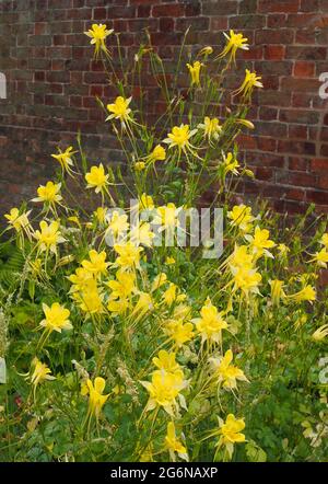 Grande grumo di Aquilegia Chrysantha (Golden Columbine o Bonnet di Granny) nel giardino murato a RHS Bridgewater, Salford, Manchester, Regno Unito, nel mese di luglio. Foto Stock