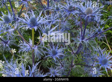 Eryngium Var. Cobolt Star (nome comune Sea Holly) coltivato a RHS Bridgewater, Salford, Manchester, Regno Unito, nel mese di luglio, dove è stato etichettato. Foto Stock