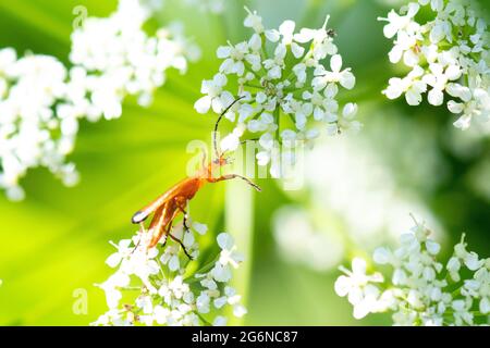 Comune Red Soldier Beetle - Rhagonycha fulva - sul terreno anziani (Aegopodium podagraria) fiori - Scozia, UK Foto Stock