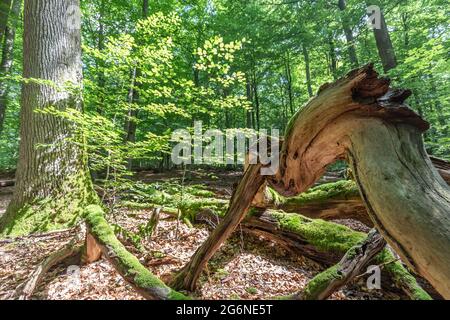 legno morto in foresta naturale decidua Foto Stock