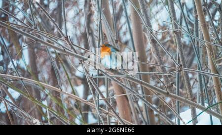 Robin in inverno Foto Stock