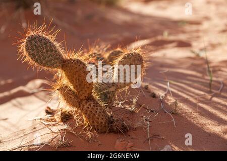 Un piccolo cactus del deserto con aghi affilati è di nuovo illuminato dal sole del pomeriggio e circondato da sabbia arancione da rocce di arenaria erodenti in Page Shor Foto Stock