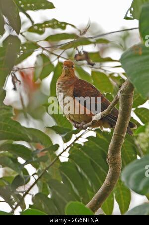 Little Cuckoo-colove (Macropygia ruficeps assimilis) giovani arroccati nell'albero Kaeng Krachan NP, Thailandia Novembre Foto Stock