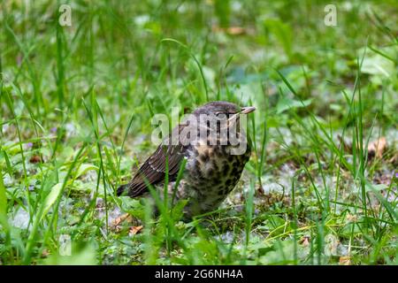 Giovane fieldfare (Turdus pilaris) che perching sul terreno a Helsinki, Finlandia Foto Stock