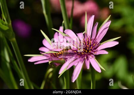 Un hoverfly attratto dal polline in una testa di fiore viola/rosa di un Salsify 'Tragopogon porrifolius' in un Somerset Garden.UK. Foto Stock