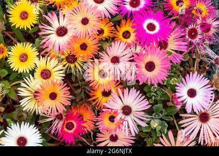 Molti colori di Livingstone daisy (Cleretum bellidiforme o Mesembrianthemum criniflorum o Dorotheanthus bellidiformis) Foto Stock