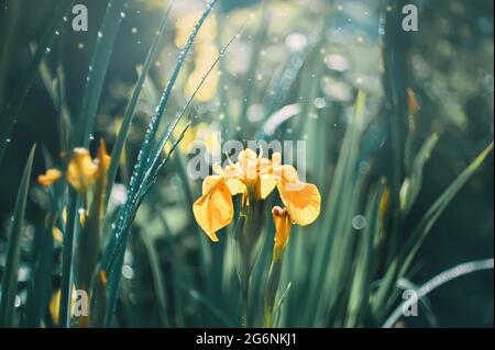 sfondo naturale di iridi paludose gialle. Gli iris gialli crescono in una palude. Bella bandiera fatta di fiori. Foto Stock