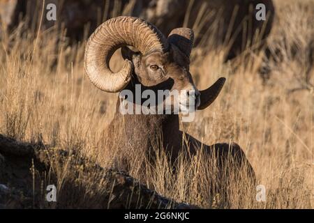 Un montone di bighorn che guarda sopra il suo dominio durante la stagione di allevamento nel Parco Nazionale di Yellowstone. Foto Stock