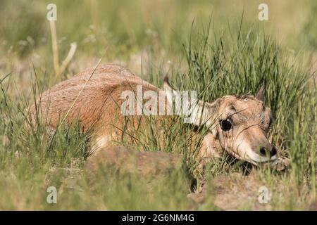 Il neonato pronghorn si nasconde mentre la mamma si allontana al pascolo nel Parco Nazionale di Yellowstone. Foto Stock