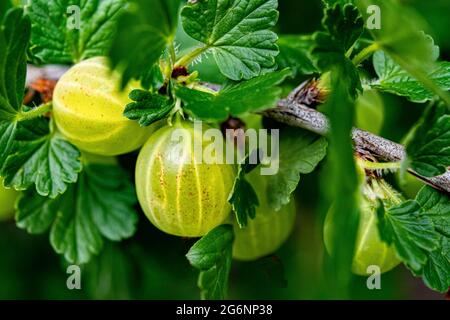 Frutti grandi di frutti di uva verde che maturano su un ramo, primo piano Foto Stock