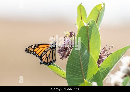 Monarch Butterfly (Danaus plexippus) che si nuote sulle alghe del latte Foto Stock
