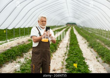Agronomo senior competente in uniforme utilizzando uno smartphone moderno mentre si sta in piedi su piantagioni di fragole. Tecnologia moderna per la coltivazione di piante. Foto Stock