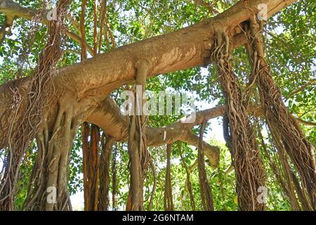 Radici dell'aria dell'albero di Ficus Foto Stock