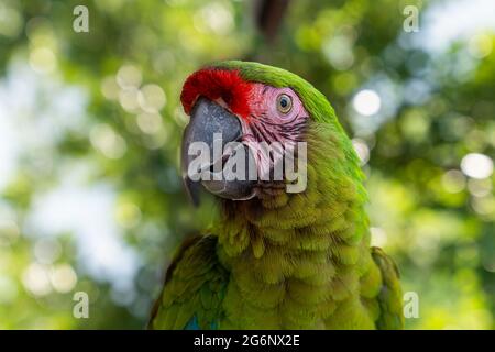 Ara ambigua, pappagallo verde Grande-Verde Macaw su albero. Selvatico uccello raro nella natura e seduto sul ramo, verde fuori fuoco e bokeh sfondo. Foto Stock