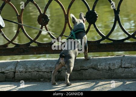 Bulldog francese marrone scuro al guinzaglio. Divertente animale domestico sano carino allegro e amichevole camminare all'aria aperta. Foto Stock