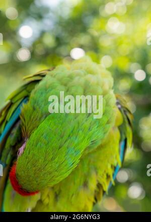 Ara ambigua, pappagallo verde Grande-Verde Macaw su albero. Si inchina la testa e pulisce la piuma nella natura e si siede sul ramo con il verde fuori Foto Stock