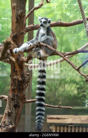 Zoo di Duisburg, lemur, lemur catta, Madagascar, NRW, Germania Foto Stock