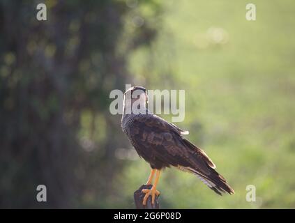 Primo piano di Caracara (Caracara plancus) seduta su tromba Transpantaneira, Pantanal, Brasile. Foto Stock