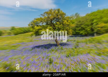 L'immagine ha dimostrato le tecniche fotografiche del movimento intenzionale della macchina fotografica ICM con la sfocatura di zoom di un albero di Hawthorn e campi di Bluebells. Foto Stock