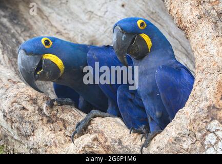 Closeup di due macaws blu di Giacinto (Anodorhynchus hyacinthinus) nidificanti in Transpantaneira tree cave, Pantanal, Brasile. Foto Stock