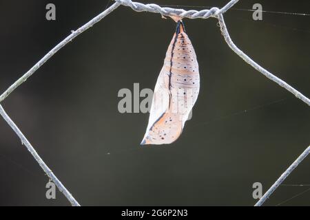 Crisalide della farfalla australiana Leafwing (Doleschallia bisaltide), 5 giorni dopo la formazione sulla recinzione. Fotografato a Cow Bay, Daintree, far North Que Foto Stock