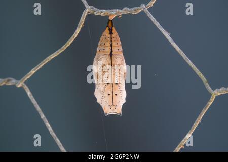 Crisalide della farfalla australiana Leafwing (Doleschallia bisaltide) su recinzione. Fotografato a Cow Bay, Daintree, far North Queensland, Australia. Foto Stock