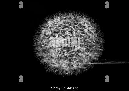 Foto in bianco e nero di una testa di dente di leone. Fotografia d'arte. Foto Stock